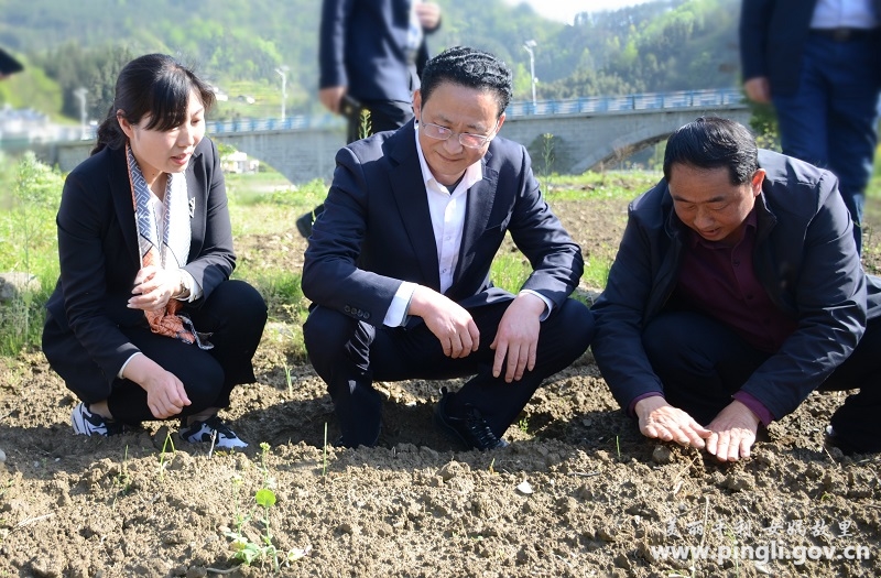 县委书记杨军到洛河镇大贵镇调研乡村振兴-平利县人民政府