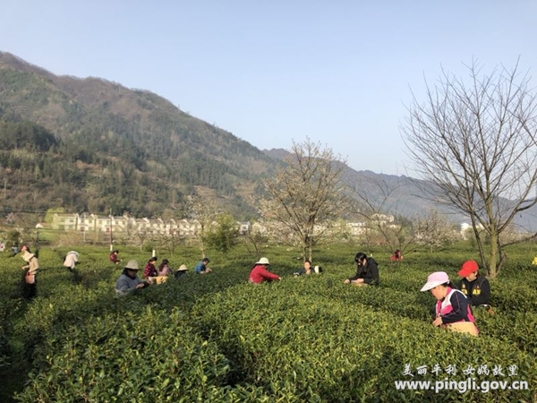 广佛镇:春茶吐绿采茶忙-平利县人民政府